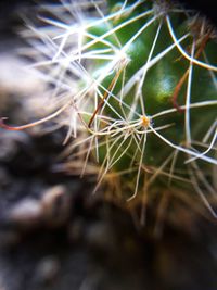 Close-up of cactus plant