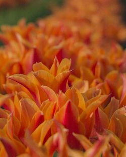 Full frame shot of flowers