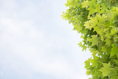 Low angle view of tree against sky