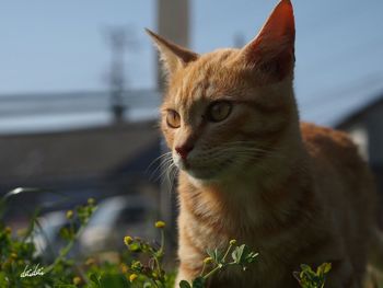 Close-up of cat outdoors