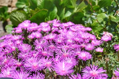 Close-up of pink flowering plant in field