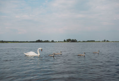 Swans and cygnets swimming in lake