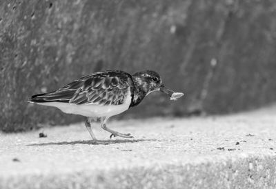 Close-up of bird carrying food in mouth while walking on retaining wall