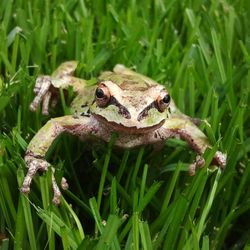 Close-up of frog on land