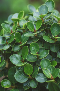 High angle view of succulent plant leaves