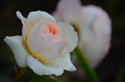 Close-up of white rose blooming outdoors