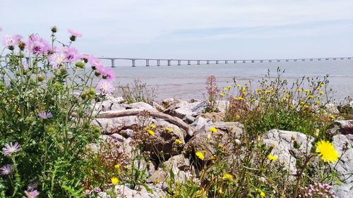Flowering plants by sea against sky