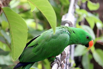 Close-up of parrot perching on leaf