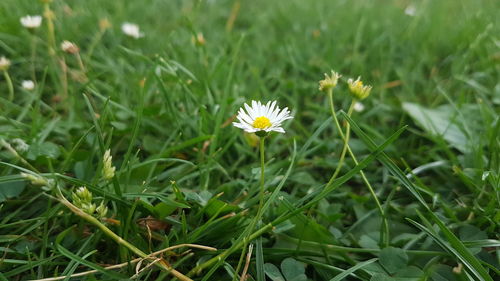 Close-up of white flowering plant on field