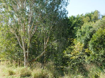 View of trees in forest