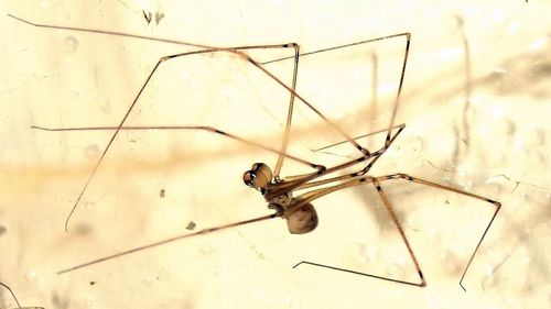 Close-up of insect perching on wall