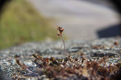 Close-up of spider