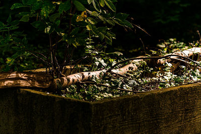 Close-up of tree trunk