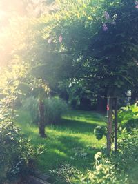 Trees and plants growing in yard