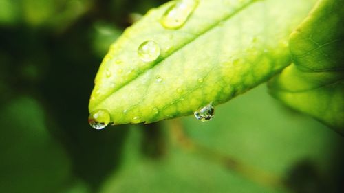 Close-up of raindrops on leaf