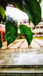 Close-up of green leaves