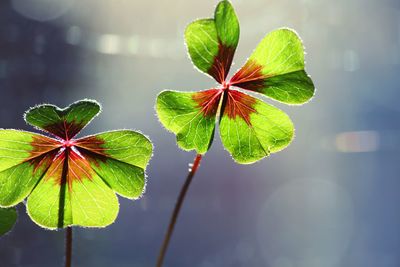 Close-up of fourleafclover  