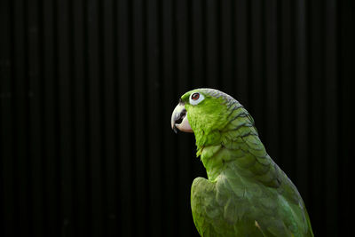 Tranquil pensive amazon parrot with bright green feathers