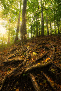 Trees in forest