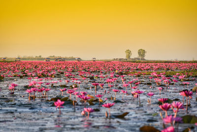 Pink flowers growing in field against sky during sunset