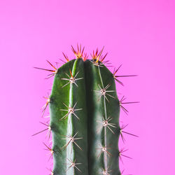 Close-up of cactus plant