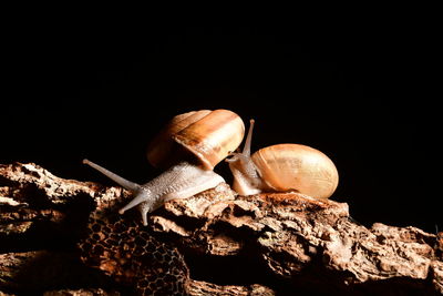 Close-up of snail on rock against black background