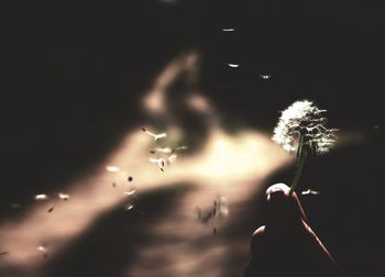 Person holding dandelion against sky at night