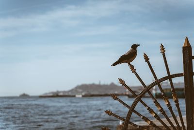 Bird perching on a sea