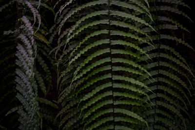 Full frame shot of plants