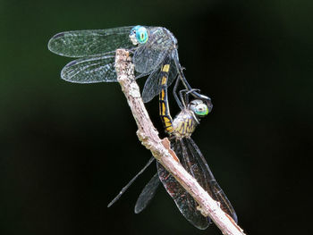 Close-up of insect perching on leaf