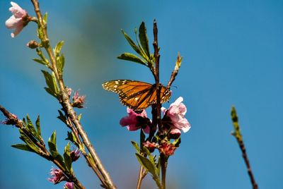 Close-up of butterfly pollinating flower