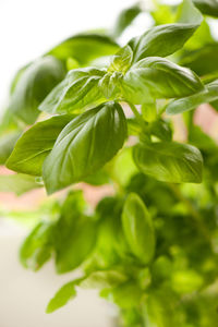 Close-up of fresh green leaf