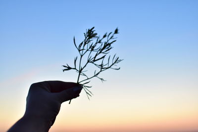 Close-up of hand holding plant against sky during sunset