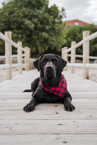 Portrait of dog sitting on wood