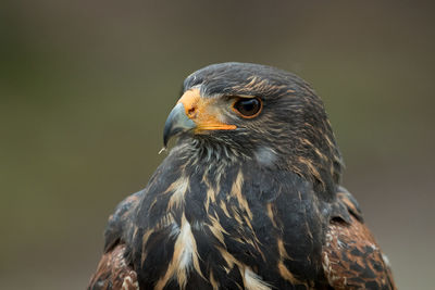 Close-up of hawk