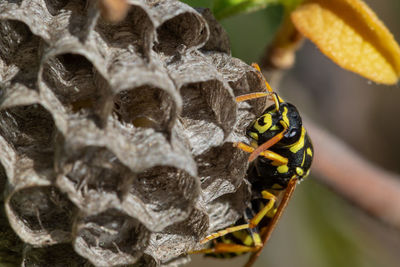 Paper wasp building the nest, vrana lake nature park, croatia
