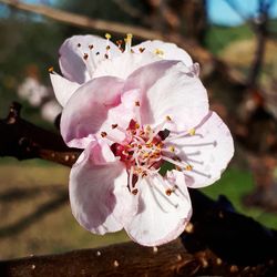 Close-up of pink cherry blossom