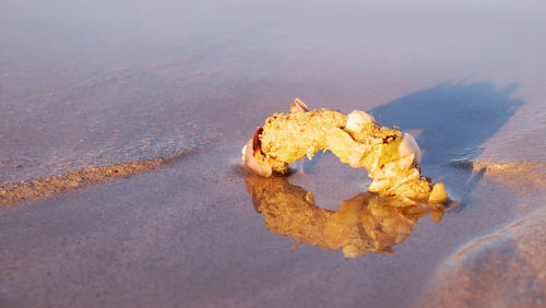 Close-up of leaf on beach