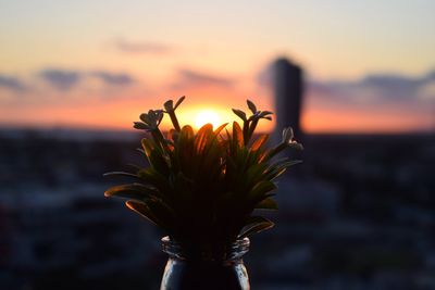 Close-up of flowering plant against sea during sunset