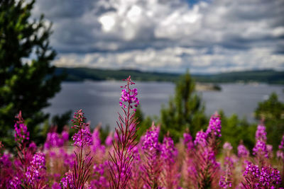 Close-up of purple flowers blooming against sky