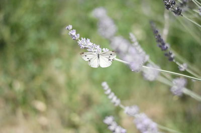 Close-up of white flowering plant