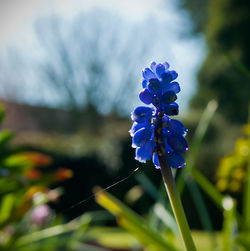 Close-up of purple flowers blooming against sky