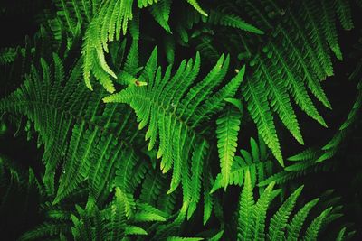 Full frame shot of plants