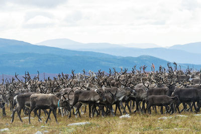 Reindeers in mountains