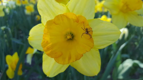 Close-up of insect on yellow flower