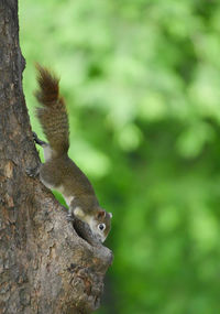 Squirrel on tree trunk