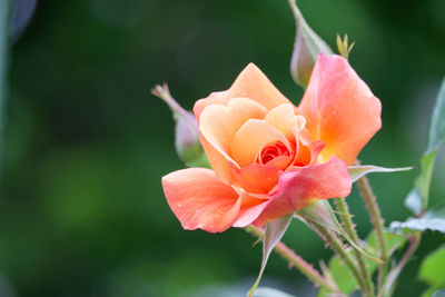 Close-up of pink rose