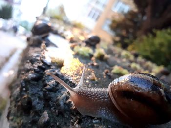 Close-up of snail