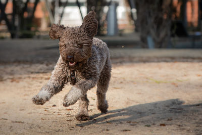 Dog running on land