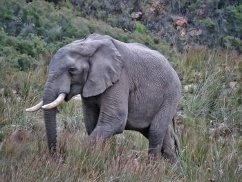 Side view of elephant walking on field